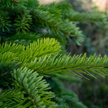 Plantation of evergreen nordmann firs, christmas tree growing ourdoor close uo