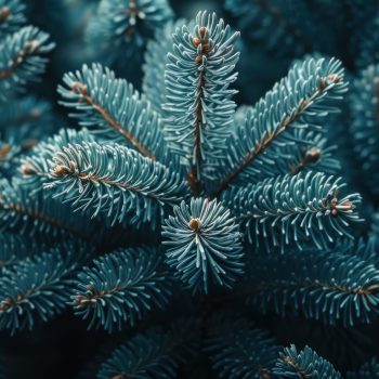 Detailed close up of a pine tree branch with needles and bark.